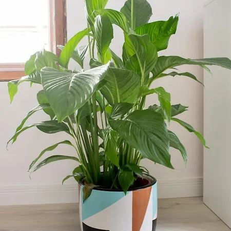 Klaus Kinski 소포트