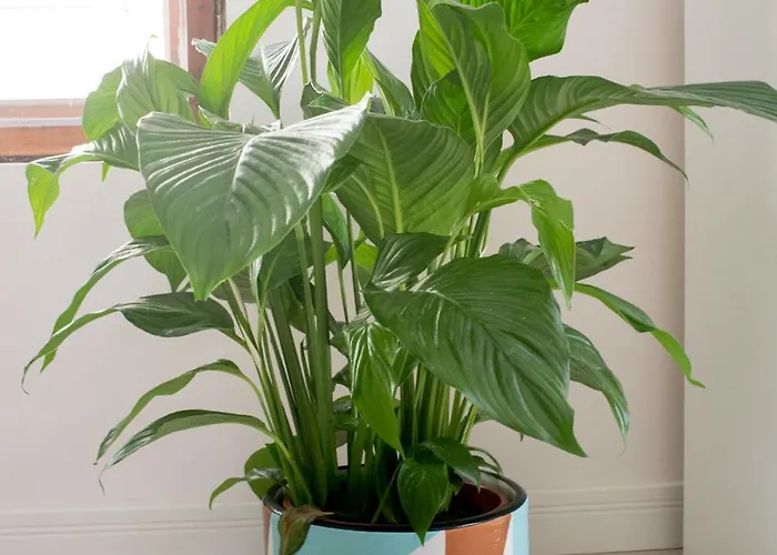 Klaus Kinski ソポト